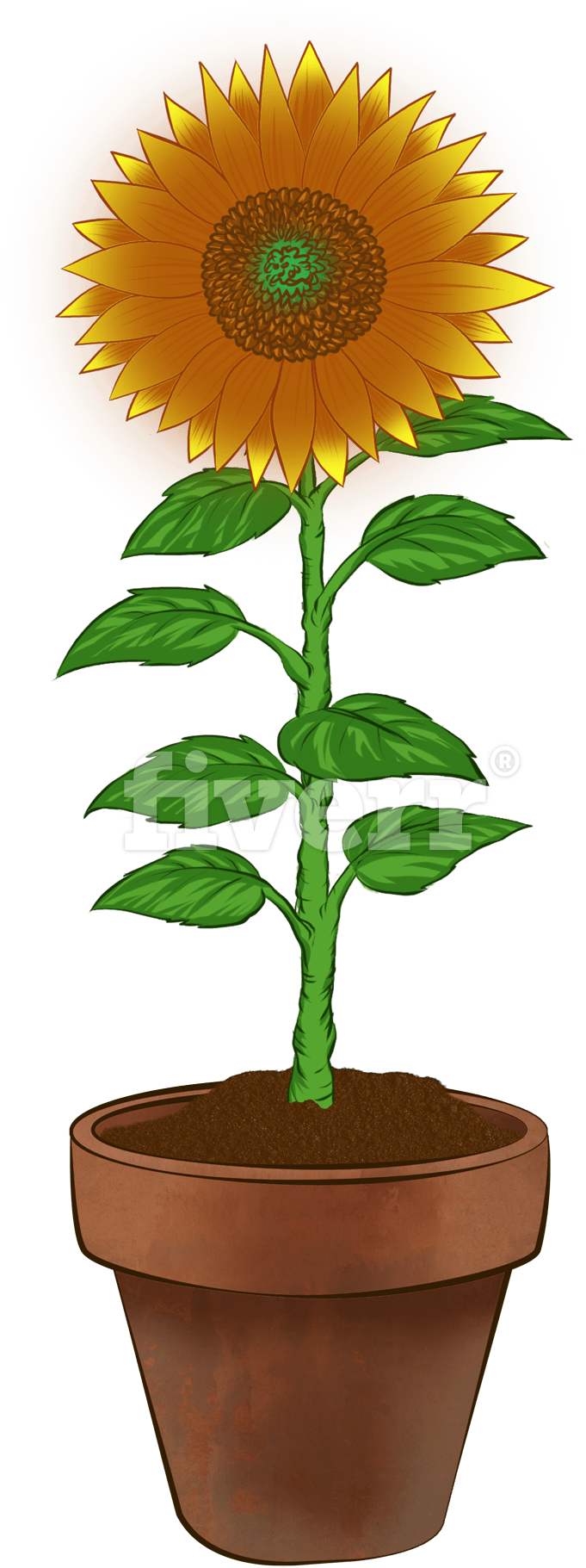Sunflower (1000x1869), Png Download