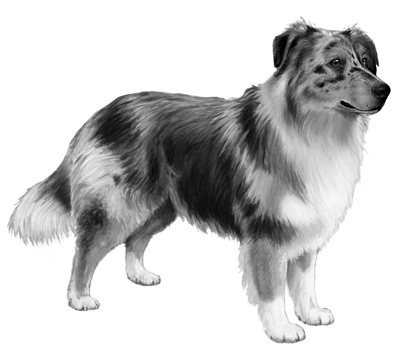 Australian Shepherd - B&w - Rough Collie (450x360), Png Download