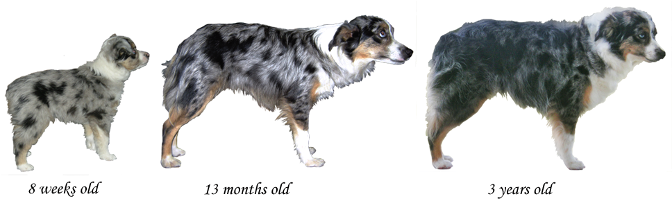 Puppy Ugly Stages Of Development - Australian Collie (991x292), Png Download