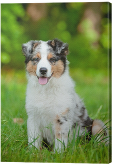 Australian Shepherd (400x400), Png Download