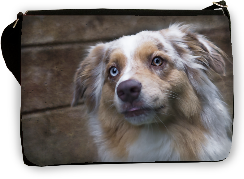 Australian Shepherd, Shoulderbag Large - Australian Shepherd (800x600), Png Download