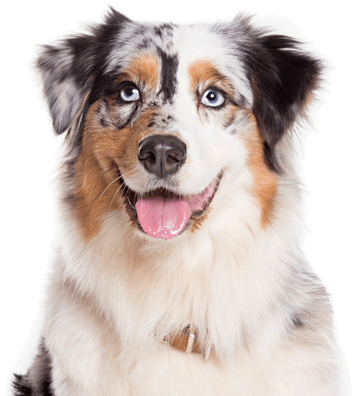 Australian Shepherd - Australian Shepherd No Background (565x585), Png Download