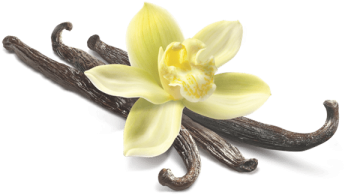 Vanilla Flower Closeup - Vanilla Bean Flower Png (360x360), Png Download