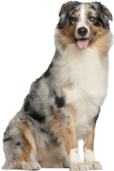 Australian Shepherd Pricing - Australian Shepherd Puppy (600x676), Png Download