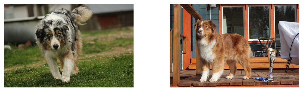 Picture - Australian Shepherd (1100x348), Png Download