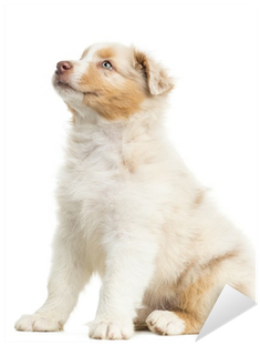 Side View Of An Australian Shepherd Puppy, 8 Weeks - Dog (400x400), Png Download
