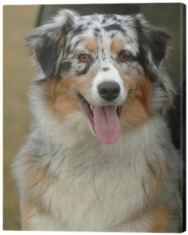 Australian Shepherd (400x400), Png Download