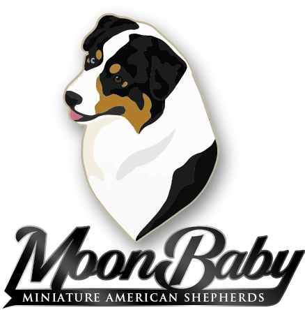 Mini American & Australian Shepherds - Bernese Mountain Dog (596x596), Png Download