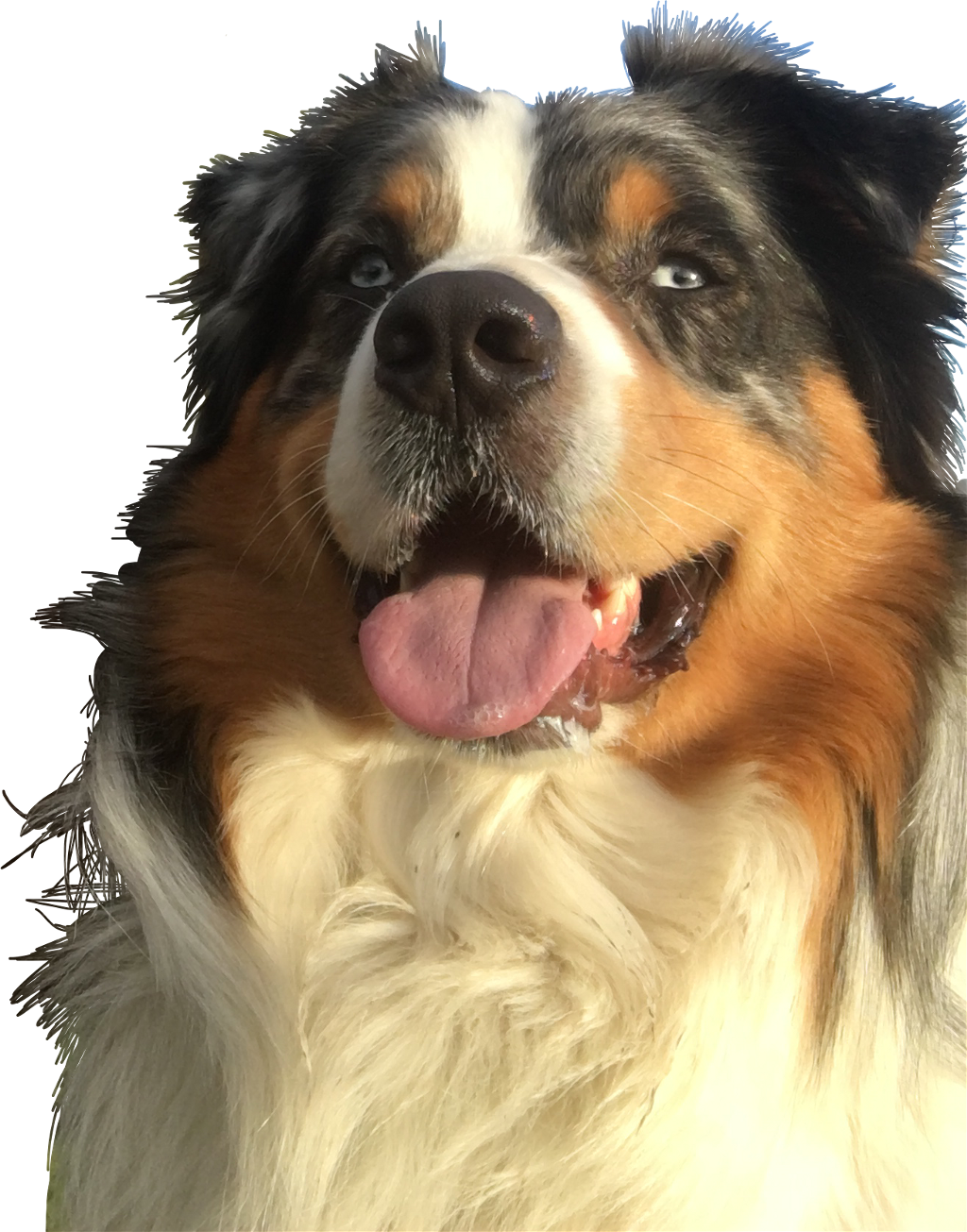 Report Abuse - Australian Shepherd (1024x1305), Png Download