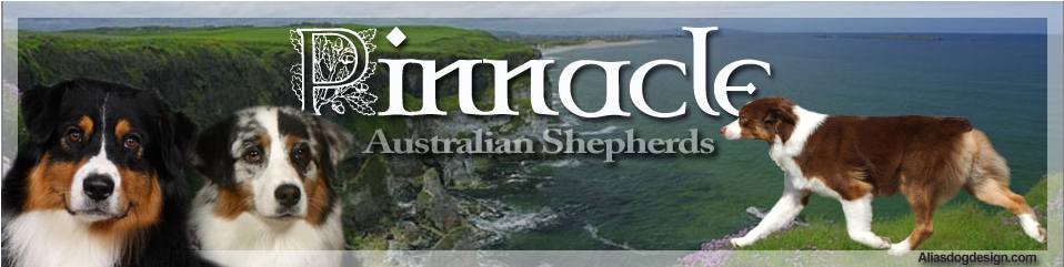 Pinnacle Australian Shepherds - Home (960x314), Png Download