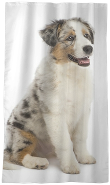 Australian Shepherd Puppy, 3 Months Old, Sitting Sheer - Australian Shepherd 3 Months (400x400), Png Download
