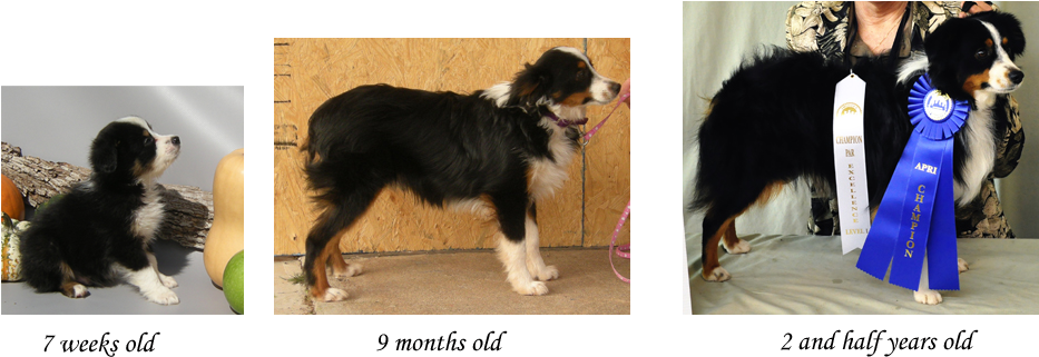 Growth Stages Of The Toy Aussie - Australian Shepherd Puppy Growth (991x337), Png Download
