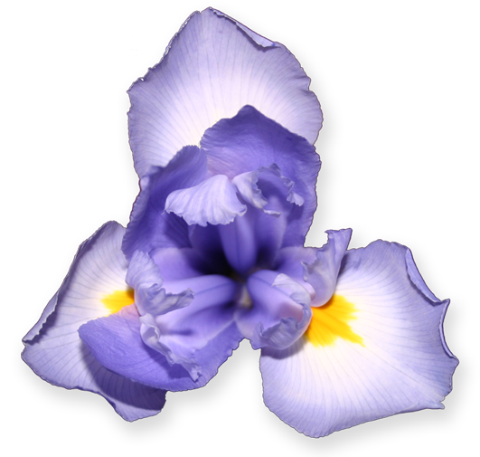 Purple Iris - Scorpion Grasses (534x529), Png Download