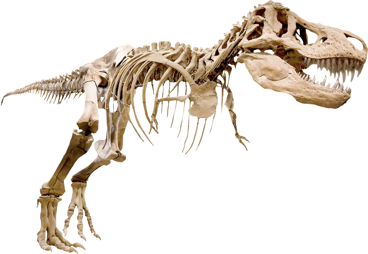 Skelett Av T-rex - Dinosaur (1530x1086), Png Download