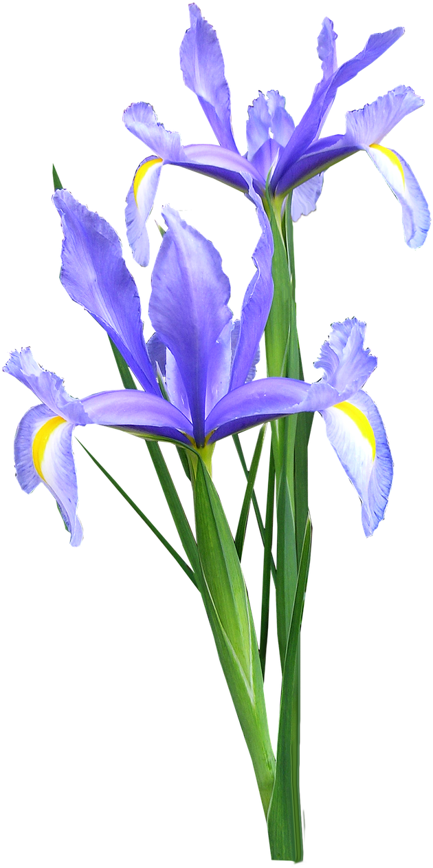 Iris Dutch Flowers - Bunga Iris Png (869x1280), Png Download