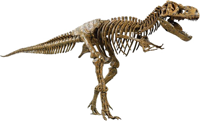 Know What That Something Is - T Rex Dinosaurs Skeleton (677x411), Png Download