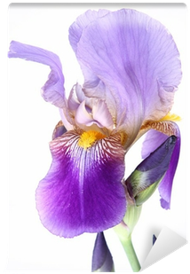 Purple Iris Flower On White Background Wall Mural • - Irises (400x400), Png Download