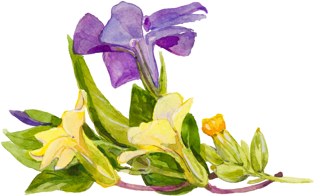 Purple Cartoon Trumpet Flower Watercolor Transparent - Watercolor Painting (1024x634), Png Download