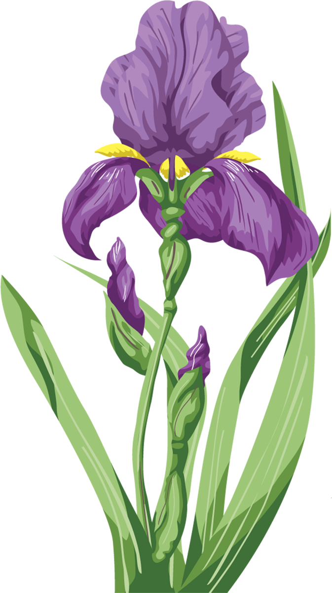 Clipart Resolution 673*1200 - Purple Iris Png (673x1200), Png Download