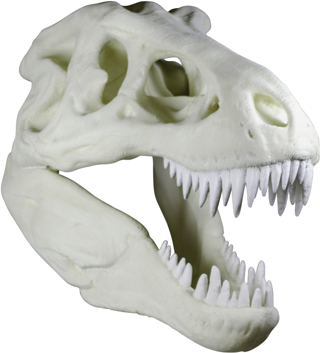 The Cranium Weighs Around 90kg And Took Approximately - Skull (683x1024), Png Download