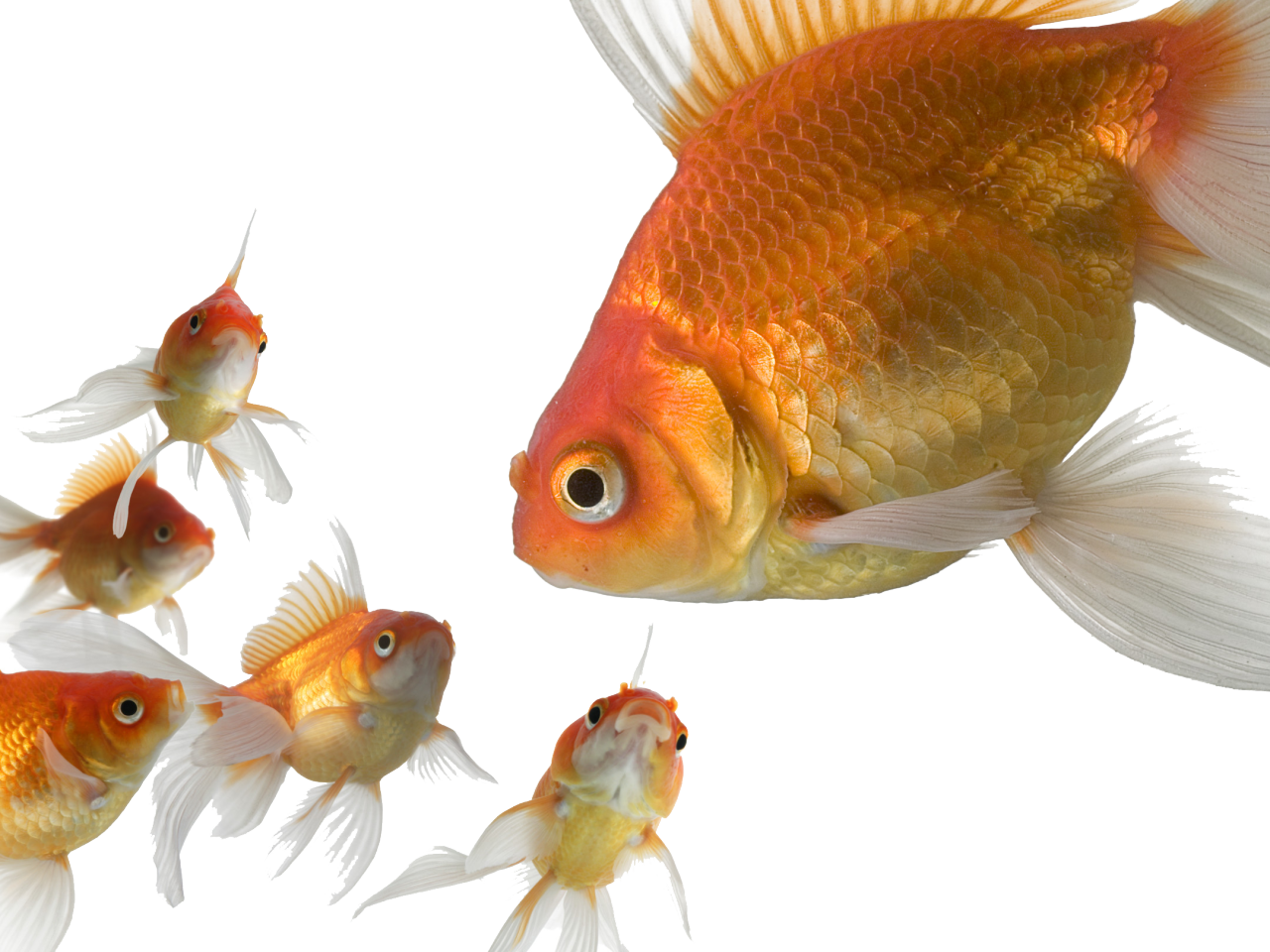 Transparent Gold Fish - 3d Gold Fish (1280x960), Png Download