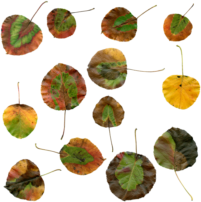 The Study Of Nature Is A Large, If Not The Only, Part - Autumn (720x720), Png Download