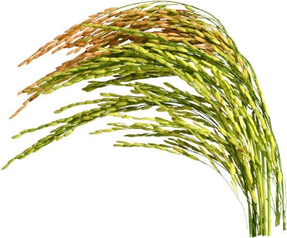 Kazi Auto Rice Mill - Rice Plant Png (600x491), Png Download