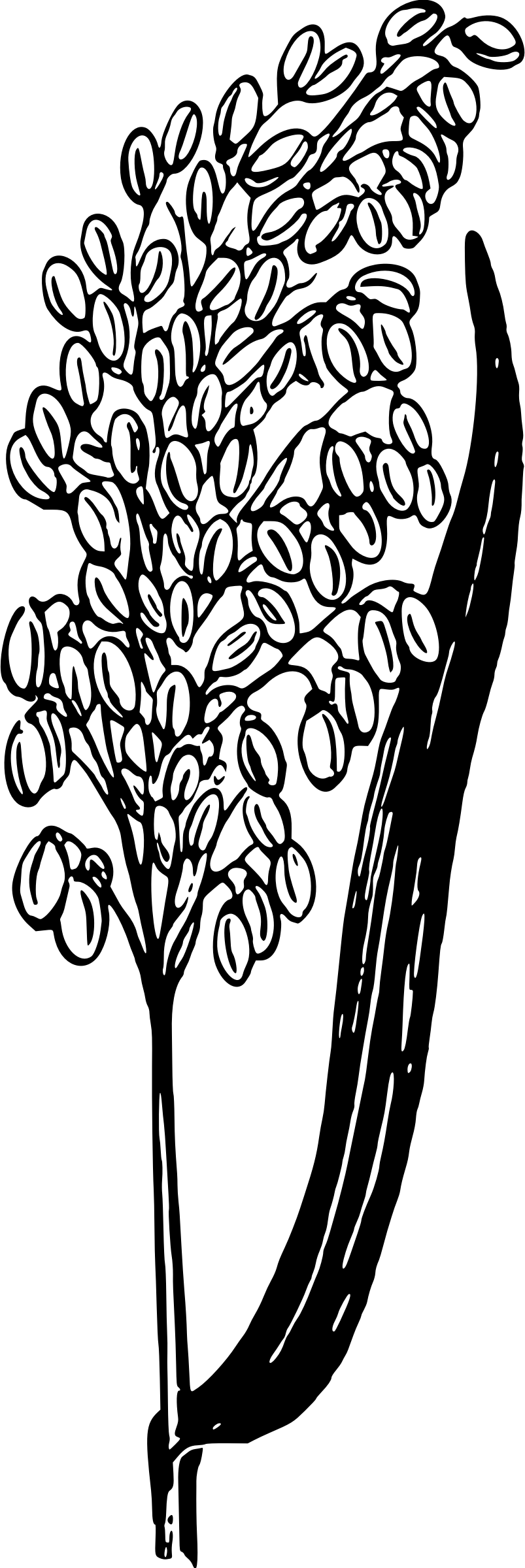 This Free Icons Png Design Of Rice Plant (803x2400), Png Download