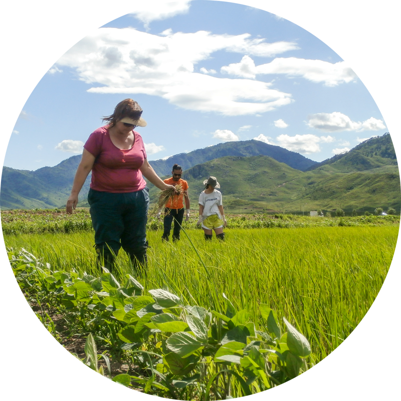 Because The Rice Planting Season Is Partly Dependent - Padang (800x800), Png Download