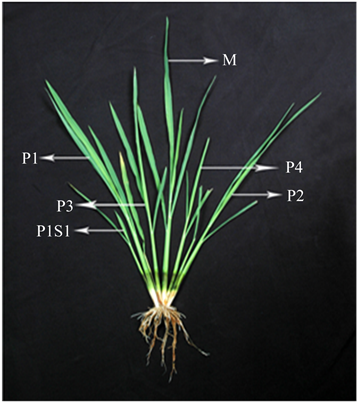 Tillering Pattern In Rice Few Days After Transplanting - Tillering Pattern In Rice (903x401), Png Download