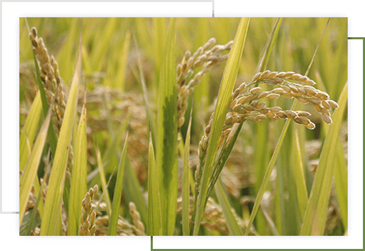 Leading Organic Basmati Rice Exporters In Pakistan - Rice (528x364), Png Download