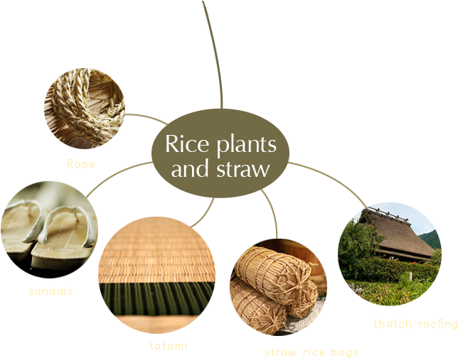 After Harvesting The Rice, The Plants Are Dried, And - Straw (668x504), Png Download
