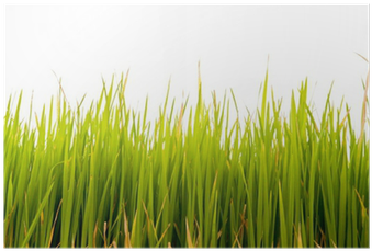 Paddy Field (400x400), Png Download
