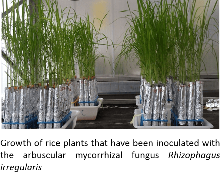 Plantsinoculatedamf Crag - Sweet Grass (767x637), Png Download