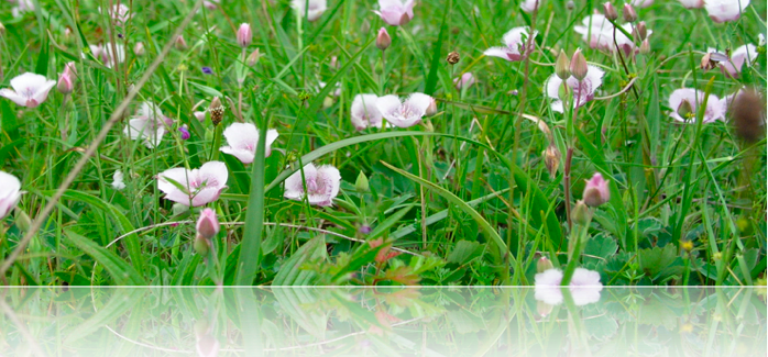 I Sell Seeds Of Many Flowers, Shrubs, Trees, Vines, - Welcome (698x325), Png Download