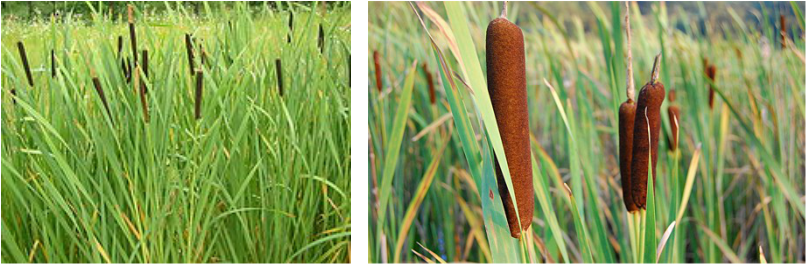 Cattails Are Often Among The First Wetland Plants To - 5 Plants That Live In The Wetlands (807x265), Png Download