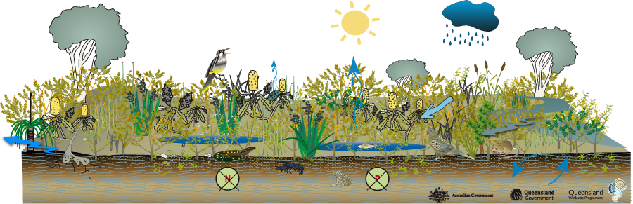 Coastal And Subcoastal Floodplain Wet Heath Swamp - Swampy Heaths (900x291), Png Download