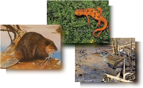 Beaver - Eastern Newt (472x295), Png Download