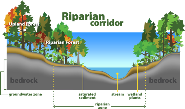 Riparian Corridor - Riparian Zone (600x359), Png Download