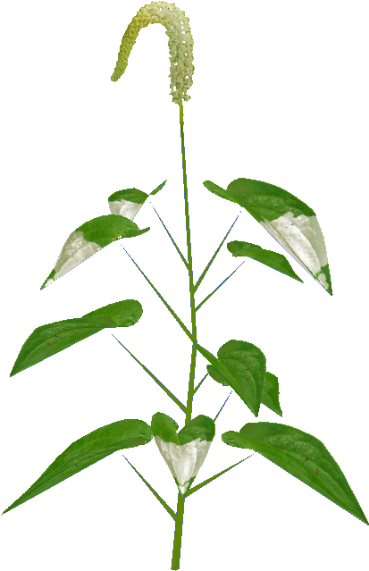 Wetlands Foliage - Houseplant (712x710), Png Download