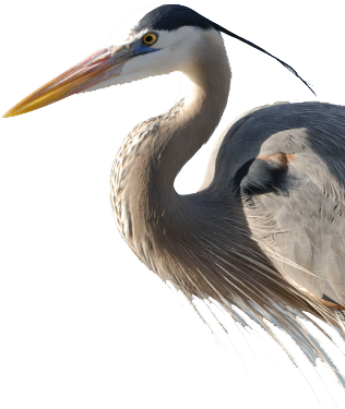 Bird Gard Electronic Bird Repellent Heron - Heron Bird Png (322x398), Png Download
