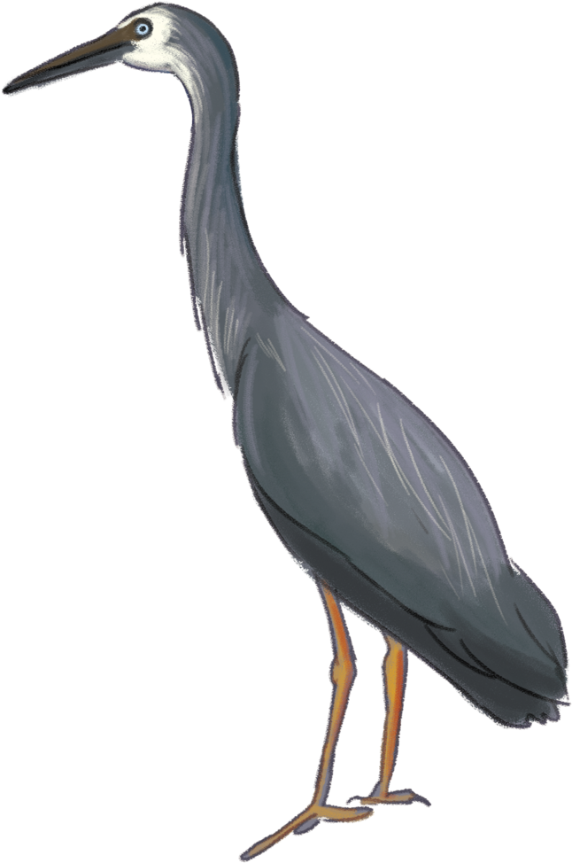 Heron Download Png Image - Drawing (1000x1189), Png Download