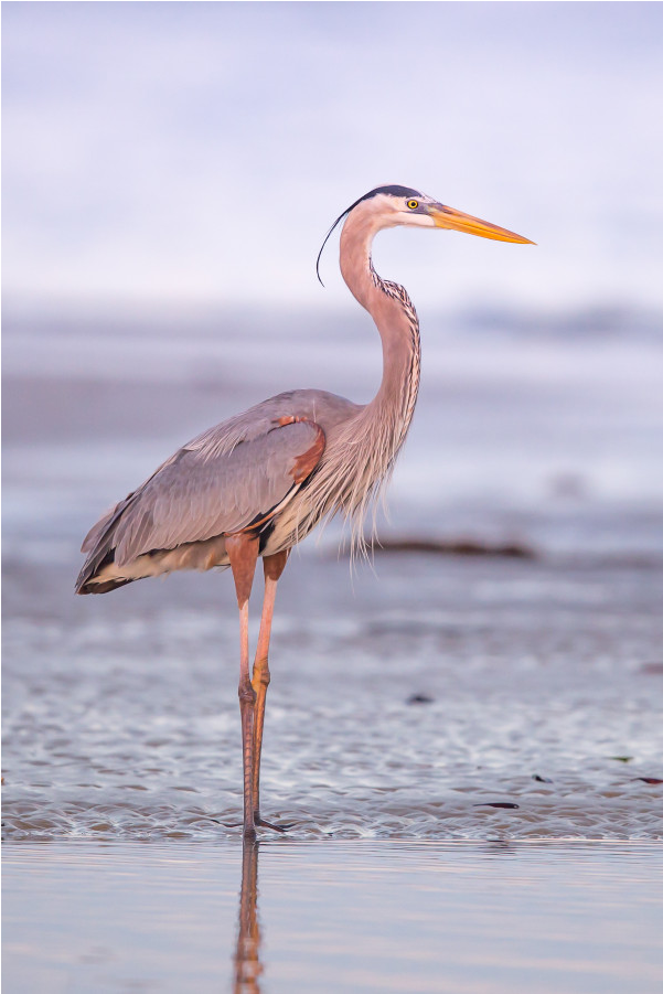 Great Blue Heron (1000x1000), Png Download
