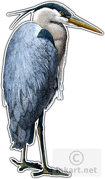 Great Blue Heron Decal - Great Blue Heron Invitations (347x590), Png Download