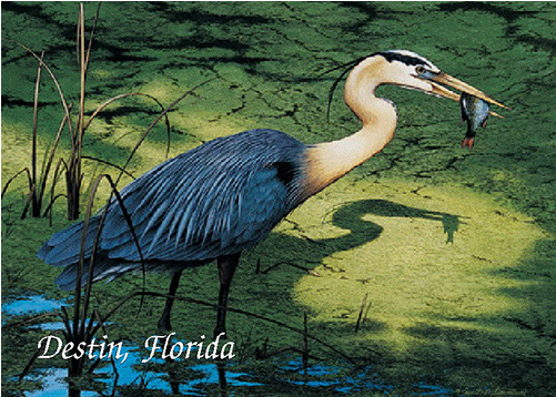 Henry The Great Blue Heron - Great Blue Heron (500x500), Png Download