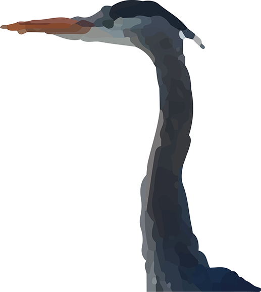 Blue Heron At Blue Heron Campground - Great Blue Heron (517x578), Png Download