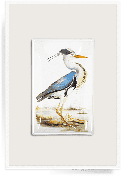 William Macgillivray Creatures Of Air Land And Sea (420x600), Png Download