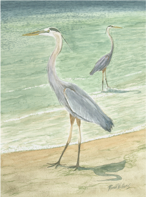 Blue Heron (1000x667), Png Download