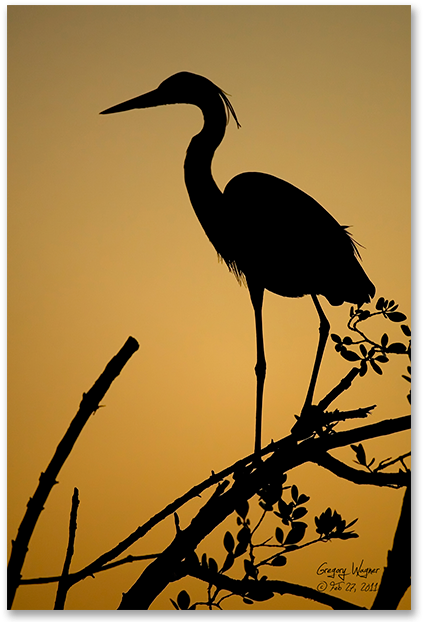 Heron Sunset Print By Wagner Photography - Photography (630x630), Png Download