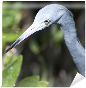 Little Blue Heron (400x400), Png Download
